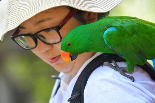 Kuala,Lumpur,,Malaysia,-,September,2017:,Tourist,Enjoying,Feeding,The